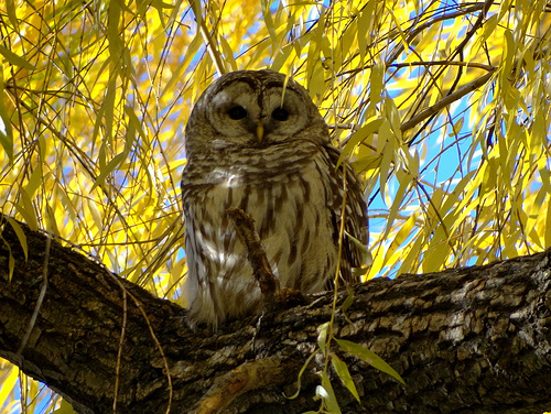 (this is a picture of the actual owl seen at Boston Common)