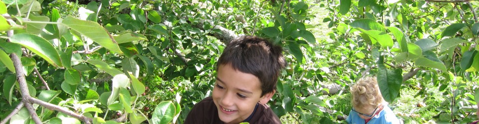 Picking apples